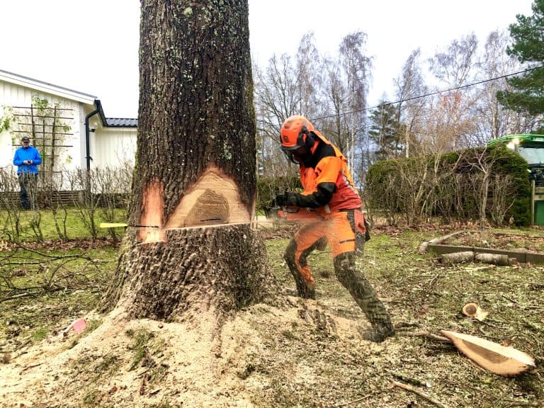 Trädfällning Varberg
