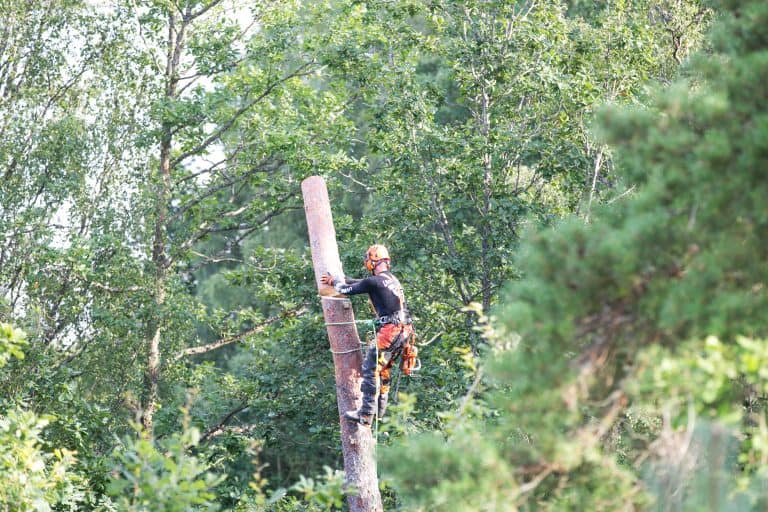Trädfällning Varberg