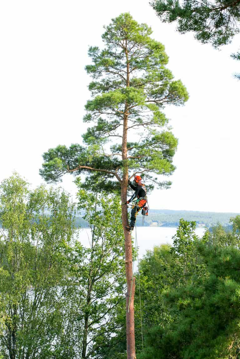 Trädfällning Varberg