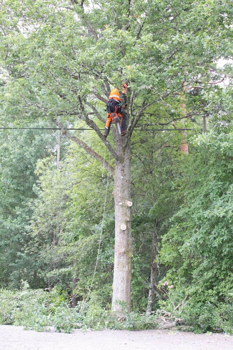 Arborist Varberg
